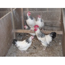 LIGHT SUSSEX BANTAM HATCHING EGGS.